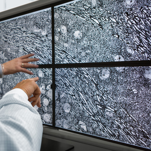 ZEISS MultiSEM mikroskobu ile alınan görüntüleri gösteren dört ekranın görüntüsü. 